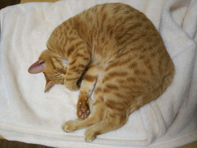 にゃんにゃんにゃん あわら日記